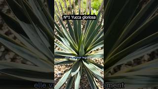 Voici 3 plantes résistantes au sec Yuccas [upl. by Nodnarg]