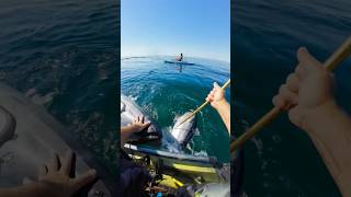 We almost lost this tuna kayakfishing florida tuna [upl. by Ennovy]