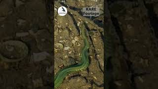 Rare pictures of spawning ragworm at Tayvallich  biology nature shore fishing rewilding [upl. by Hsuk]