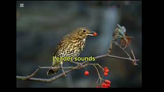 song thrush turdus for hunting صوت السمن للصيد 🔥 2024 [upl. by Bibi788]