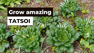 How to grow amazing Tatsoi Asian Greens [upl. by Annawahs]