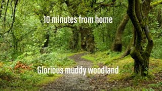 Glorious muddy woodland [upl. by Rese116]