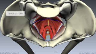 Pelvic Floor Part 1  The Pelvic Diaphragm  3D Anatomy Tutorial [upl. by Gibbs]