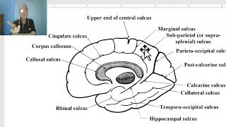 Anatomy of CNS Module in Arabic 2024  Sulci and gyri of medial surface of cerebral hemisphere [upl. by Ruhtracam]