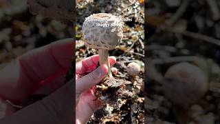 Chlorophyllumrhacodes Shaggyparasol chlorophyllum foraginguk wildmushrooms wildmushrooms [upl. by Yobybab]