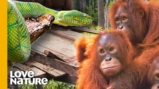 Why Baby Orangutans Must Learn to Fear Snakes  Love Nature [upl. by Lavine]