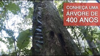 Conheça uma árvore de 400 anos [upl. by Kremer]