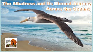 The Albatross and Its Eternal Journey Across the Oceans [upl. by Ahseiyn]