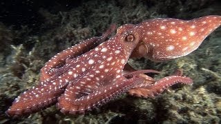 Mucky Secrets  Part 16  Cuttlefishes amp Octopuses  Lembeh Strait [upl. by Robinetta166]