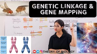 Genetics Linkage amp Gene Mapping  NEET  Important Topic  Molecular basis of inheritance [upl. by Uund]