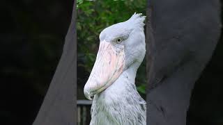 Shoebill Bird Fires Gun Shots animals wildlife shoebill funny scary trending bird birdsong [upl. by Rosabella]