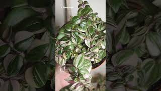 Традесканция флюминенсис Триколор Минима  Tradescantia fluminensis Tricolor Minima FlowersLand [upl. by Irmine]