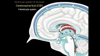 The ventricular system [upl. by Aznola]