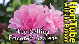 Top 10 Encore® Azaleas  Repeat Flowering Azaleas [upl. by Oakes]