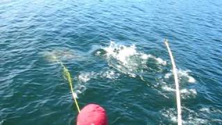 ★✰★ Harpooning 170 Lb Halibut Port Hardy  ★✰★ [upl. by Tallia652]