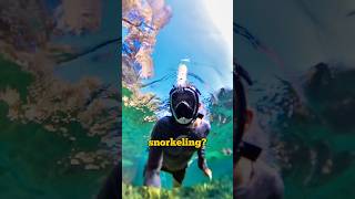 Best Freshwater Snorkeling 🤿 floridaadventures bluehole shorts [upl. by Star649]