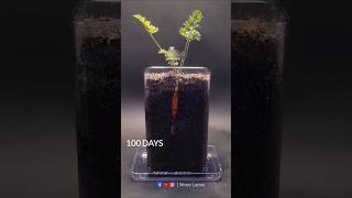 Carrot Growing Time Lapse 100 Days 😱  shorts timelapse growingplants woodlapse seeds [upl. by Dream876]