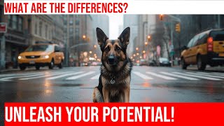 German Shepherd vs Belgian Malinois Key Differences [upl. by Ayotak]