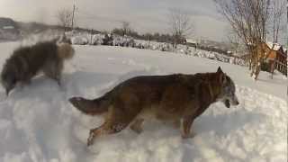 Wolf and Sarplaninac dancing in the snow [upl. by Odella]