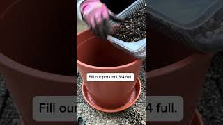 Growing coffee plant at home  Repotting Arabica Coffee plant after 1 year repotting houseplants [upl. by Audy434]