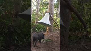 Primitive survival Simple but Useful with Big Microphone boar trap survival animals shortvideo [upl. by Eibot224]