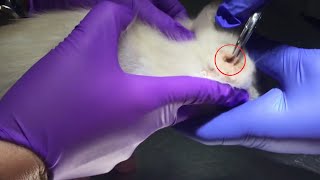 You wont believe this Warble Removal From Cat Head [upl. by Meeharb]