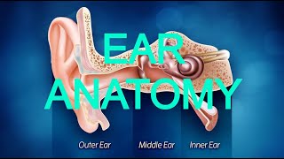 EAR ANATOMY [upl. by Suryt]