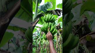 দেখুন পেঙ্গা কীভাবে আমার গাছের কলা খেয়েছে banana farmerlife agriculture bananafarm fruit [upl. by Ula633]