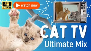 CAT TV Best Mix Squirrels Birds amp Mice for Ultimate Cat Entertainment 🐾🎥 [upl. by Limber]