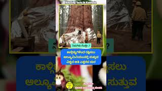 ವಿಶ್ವದ ಅತಿ ಎತ್ತರದ ಮರ mara tree trees interestingfacts amazingfacts forest facts unknownfacts [upl. by Ellenaj]