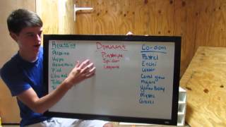 Ball Python Genetics 101  Episode 1  The Basics [upl. by Areemas]