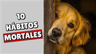 10 HÁBITOS que MATAN lentamente a tu PERRO Sorprendente [upl. by Tacita]