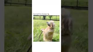 A VERSÃO CANINA E FOFA DE GANDALF O CIN OPA DIGO O DOURADO shorts goldenretriever memes [upl. by Anaj]