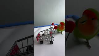 Bird Training  Smart lovebird Parrot  Smart Little Cute Parrot training smartparrot cute [upl. by Gowrie]