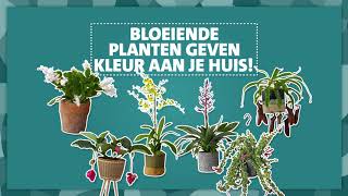 Intratuin  Bloeiende kamerplanten verzorgen  tip 4 [upl. by Ahsinuq]