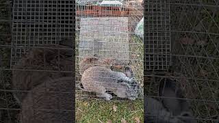 Тренировка rabbitry bunny rabbitfood animals rabbit wildlife rabbitfarming кролики farming [upl. by Michell]