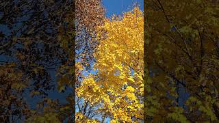 fall travel aplaceinthesun missouri [upl. by Strage359]