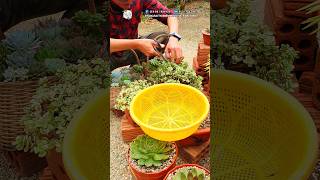 Propagate Succulent plants in just 5 minutes [upl. by Ahseinat968]