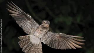 Common Potoo [upl. by Nelle]