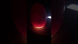 Candling chicken eggs day 11 [upl. by Rubel]