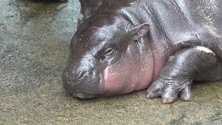 Thai zoo moves to patent image of baby pygmy hippo Moo Deng [upl. by Taffy]