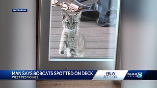 West Des Moines man spots bobcat family on deck [upl. by Bryner921]