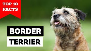 Border Terrier  Top 10 Facts [upl. by Igiul]