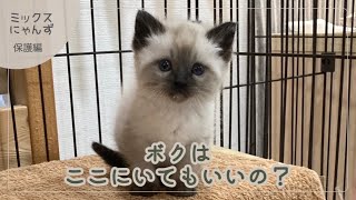 1 【子猫を緊急保護！】約20年ぶり新生活 [upl. by Aylatan153]