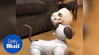 Hilarious moment cat and dog are confused by robot dog  Daily Mail [upl. by Yrreiht318]