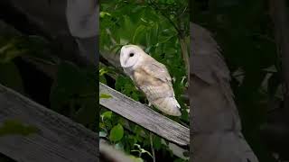 Photographing Barn Owls in the best location Ive ever found [upl. by Jessamyn]