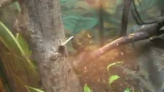 Pygmy Marmosets Hunting Crickets [upl. by Hgierb]