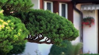 Gartenbonsai schneiden  Zeitpunkt Standort Pflege und Düngung [upl. by Aryahay920]