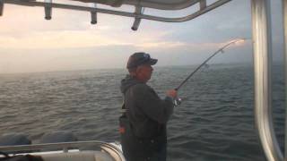 Long Island Fishing Bluefish in Fire Island Inlet on Small Bucktails [upl. by Breed]