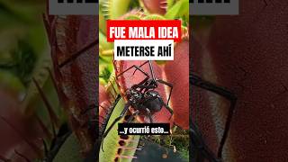 🕷️ Esta ARAÑA se metió donde NO DEBÍA [upl. by Trygve]